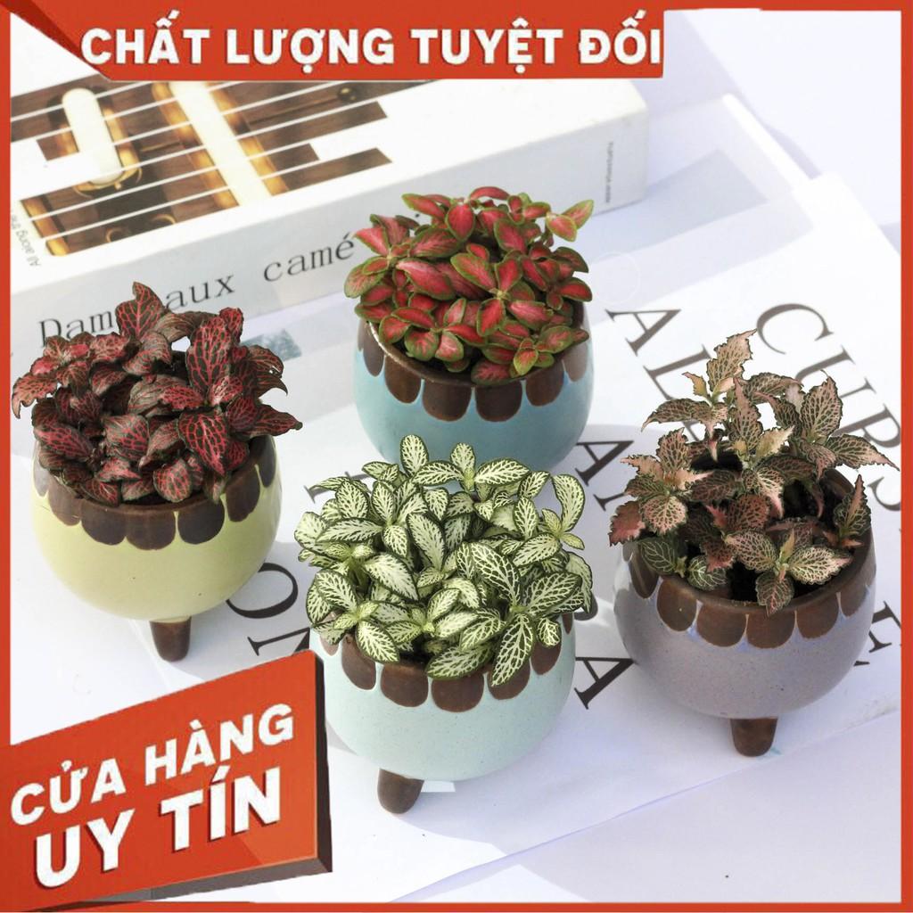 Cây cẩm nhung Fittonia, lá may mắn nhiều màu đẹp - D8 x R8 x C 10 cm - Sẵn chậu nhựa kèm theo