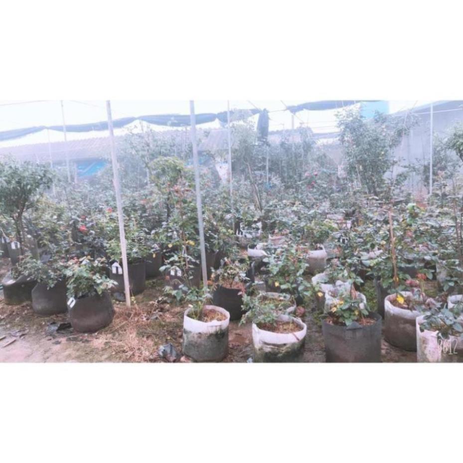 15 Túi Vải Trồng Cây 40x35 Bịch Trồng Cây Túi trồng rau