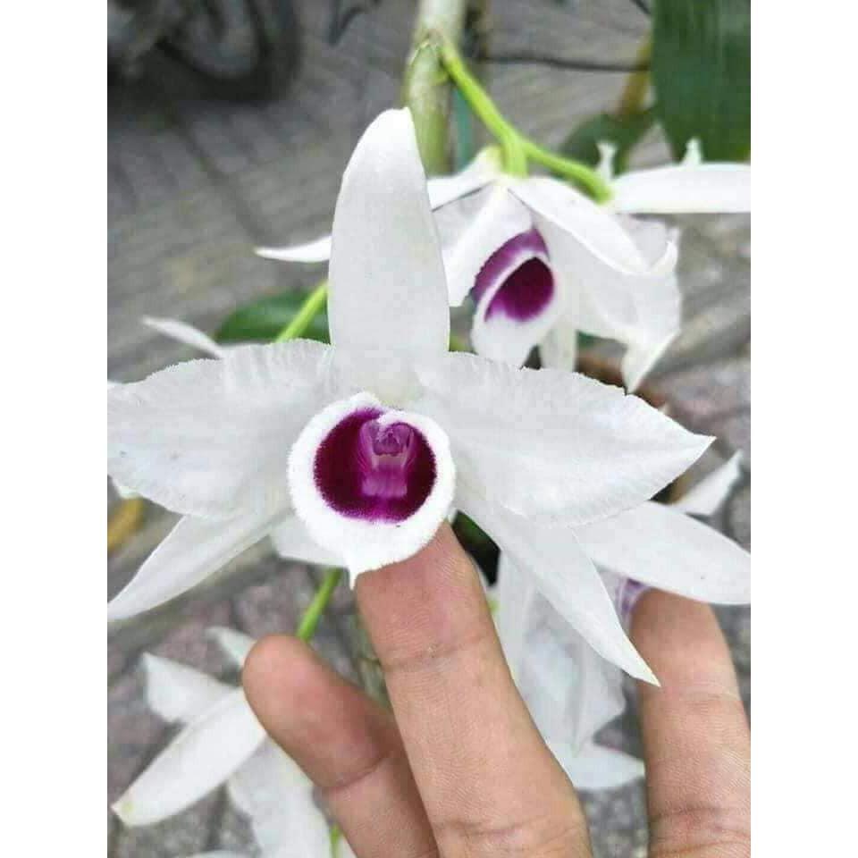 Phi điệp 5 cánh trắng 5ct HỌNG TÍM