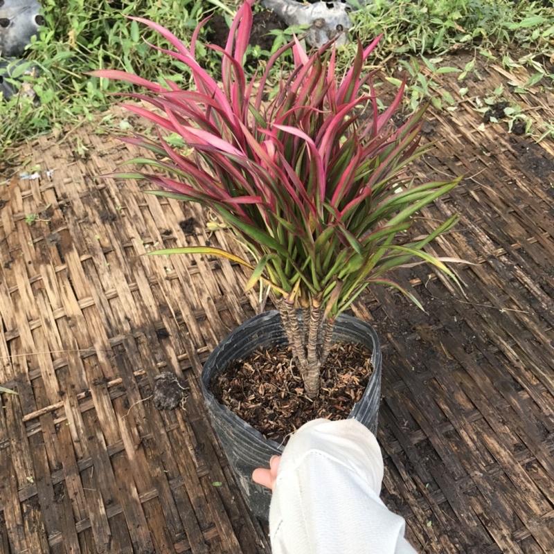 Cây ánh dương trồng công trình cao 20-25cm như ảnh