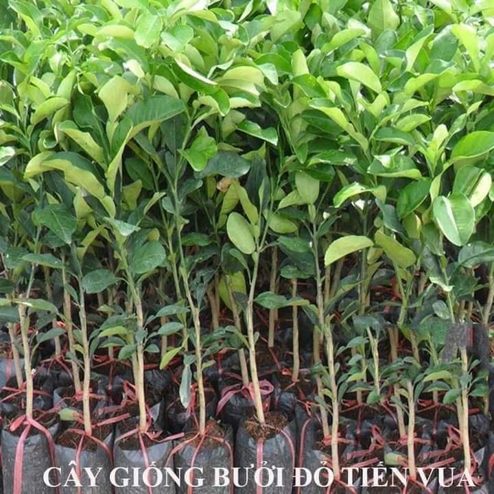 Cây giống Bưởi ruột đỏ Tiến Vua, cây giống thế hệ mới năng suất cao, chịu hạn, ít sâu bệnh