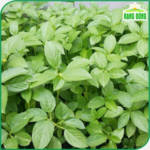 Hạt giống Rau Đay Xanh Dễ Trồng, Sinh Trưởng Khỏe - Hạt giống Rạng Đông