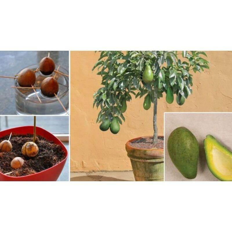 Cây giống bơ lùn thái lan