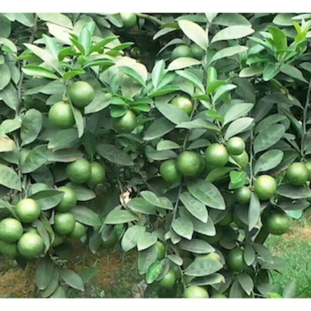 Cây giống CHANH TỨ QUÝ quả chùm- cây to sẵn hoa và quả non