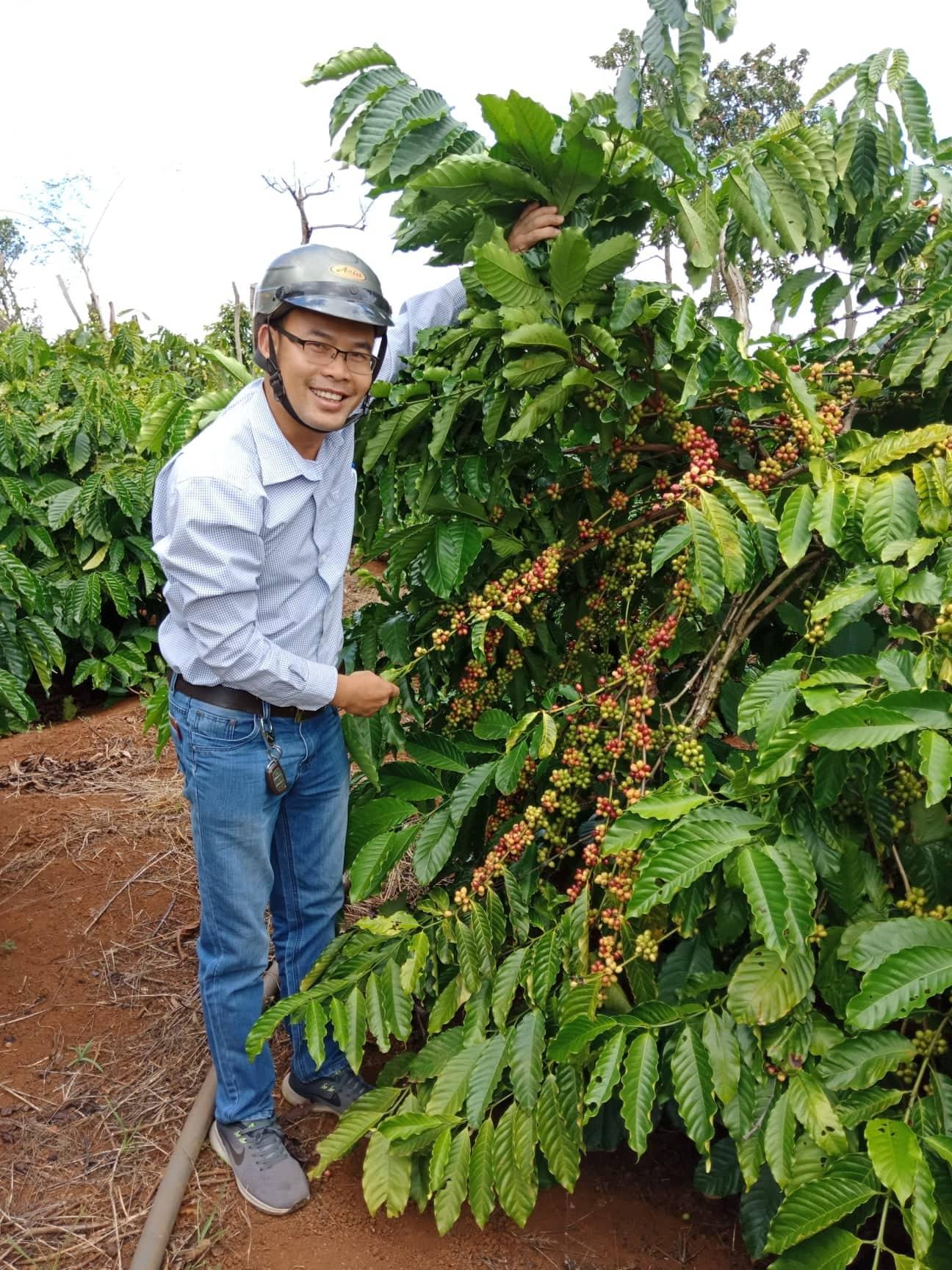 Cây giống cà phê vối ghép TR4