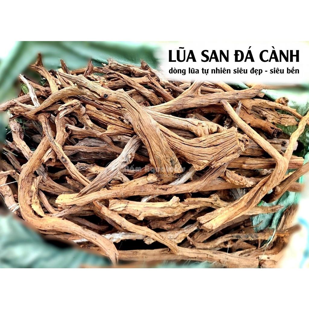 Lũa San Đá Cành - Dòng Lũa Cực Đẹp Cho Layout Natural