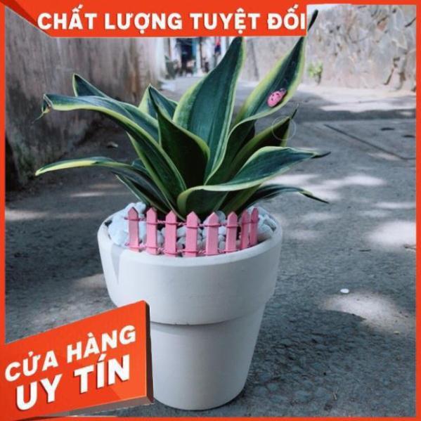 Chậu lưỡi hổ xanh thái