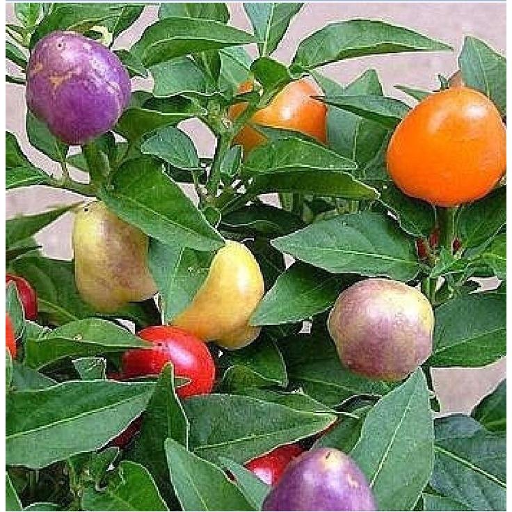 Hạt giống ớt đào tiên nhiều màu -gói 20 hạt/tặng kèm gói phân bón lót