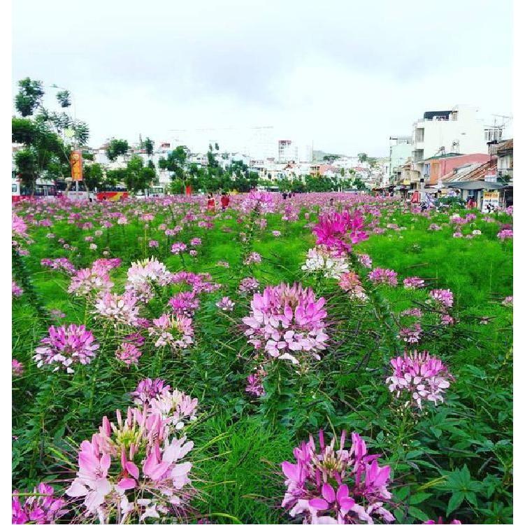 Hạt giống hoa Hồng Ri  Mix  nhiều màu - 30hạt/gói