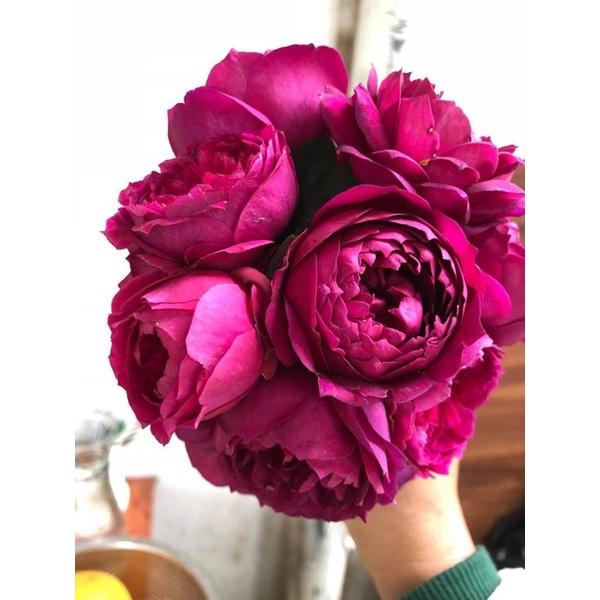 Hoa hồng ngoại Autunm Rouge Rose - hồng bụi, hoa thơm