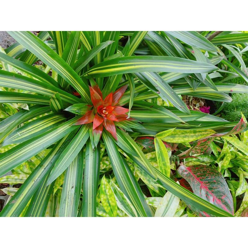 Cây Phát Lộc Hoa