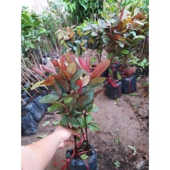 Cây ổi tím