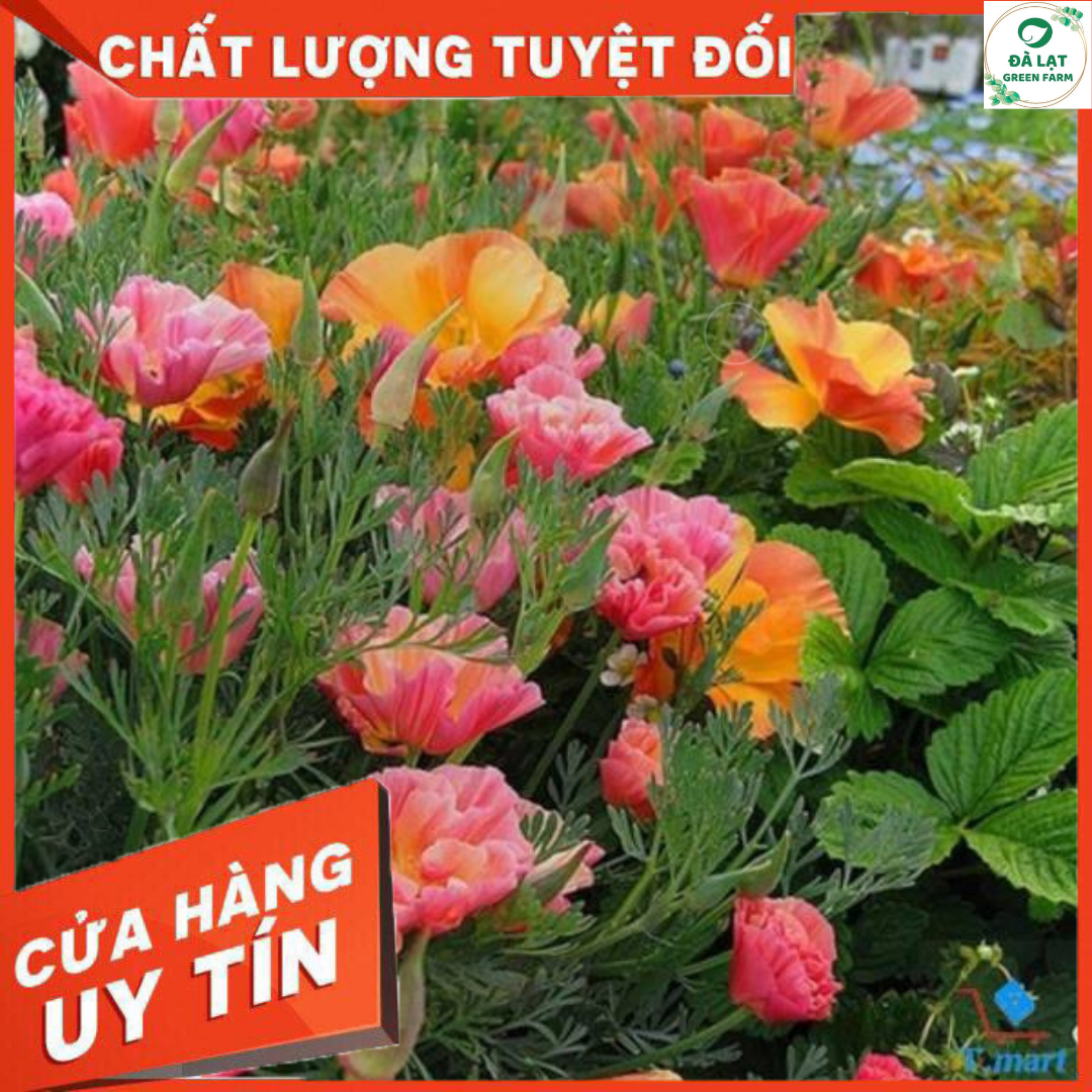 Hạt giống hoa poppy