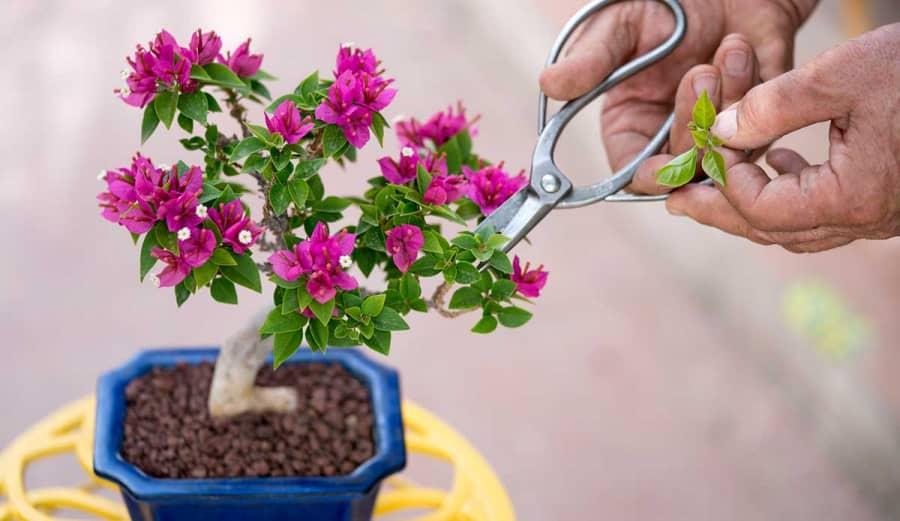 Cây hoa giấy, cây hoa giấy chậu nhỏ, hoa giấy tím thái