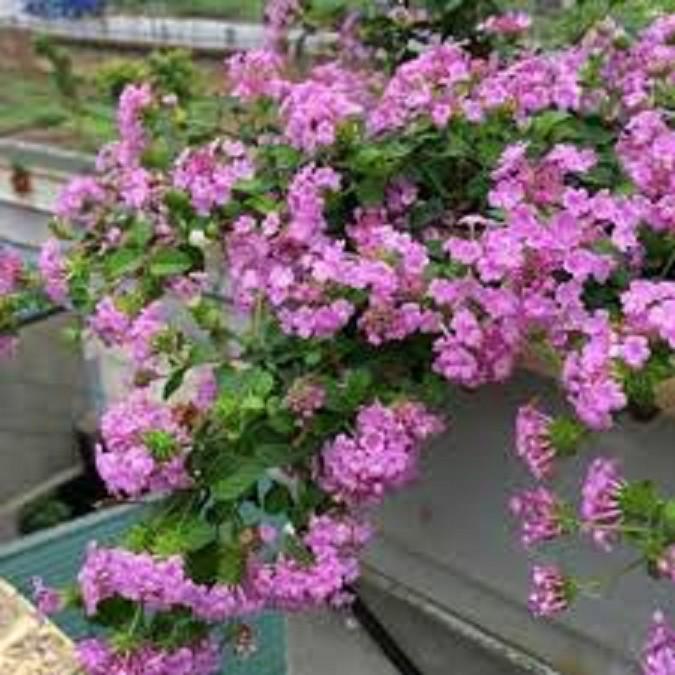 CÂY GIỐNG HOA NGŨ SẮC TÍM RỦ- CÂY NHỠ