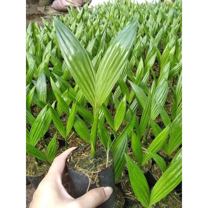 Cây cau tứ quý