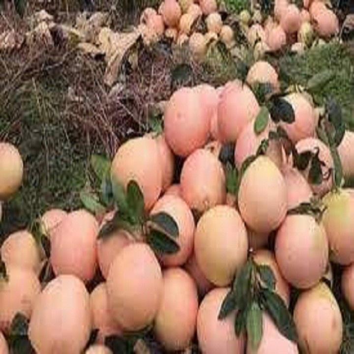 CÂY GIỐNG BƯỞI ĐỎ PHÚC KIẾN