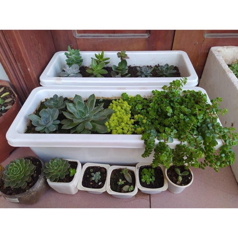 Hậu nhựa thông minh trồng rau trồng hoa, hình chữ nhật, giá treo chậu kích thước 48x20x16cm