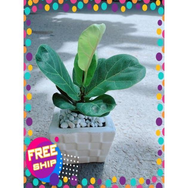 Chậu Bàng Singapore