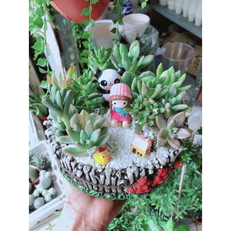 Chậu cây sen đá tiểu cảnh Bán Chạy