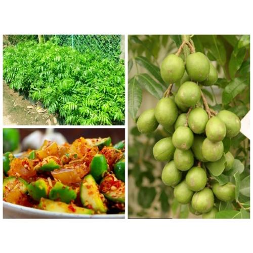 Cây giống Cóc Thái bầu nhỏ.