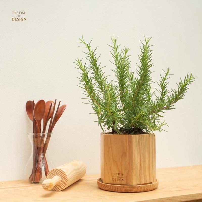 Chậu cây hương thảo rosemary cây gia vị mùi hương thơm | The Fish Design size L