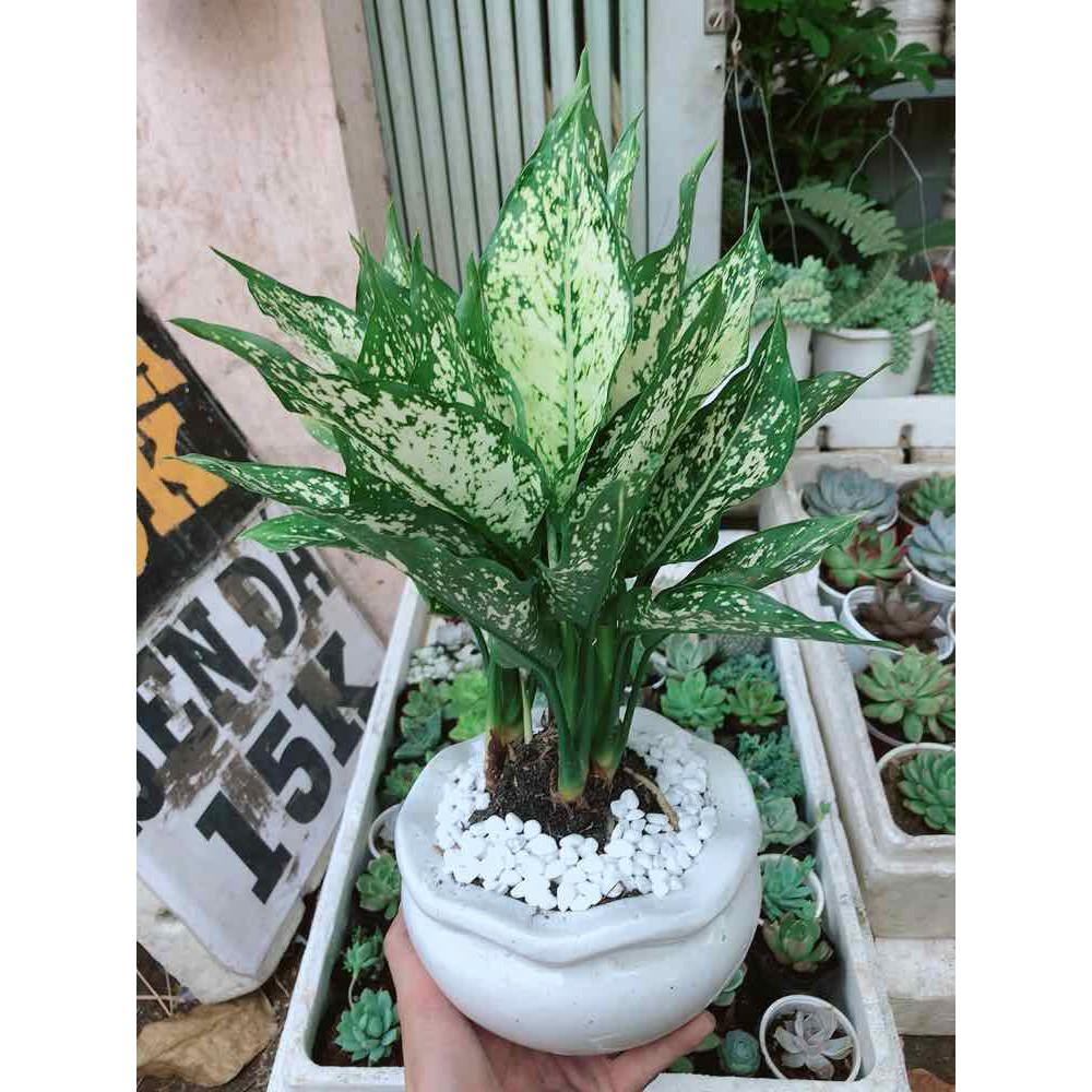 Chậu ngọc ngân lớn Bán Chạy