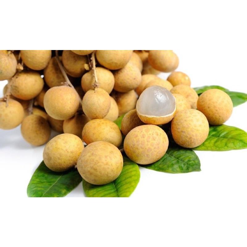 Cây giống nhãn lồng muộn Hưng Yên cho quả siêu ngọt.