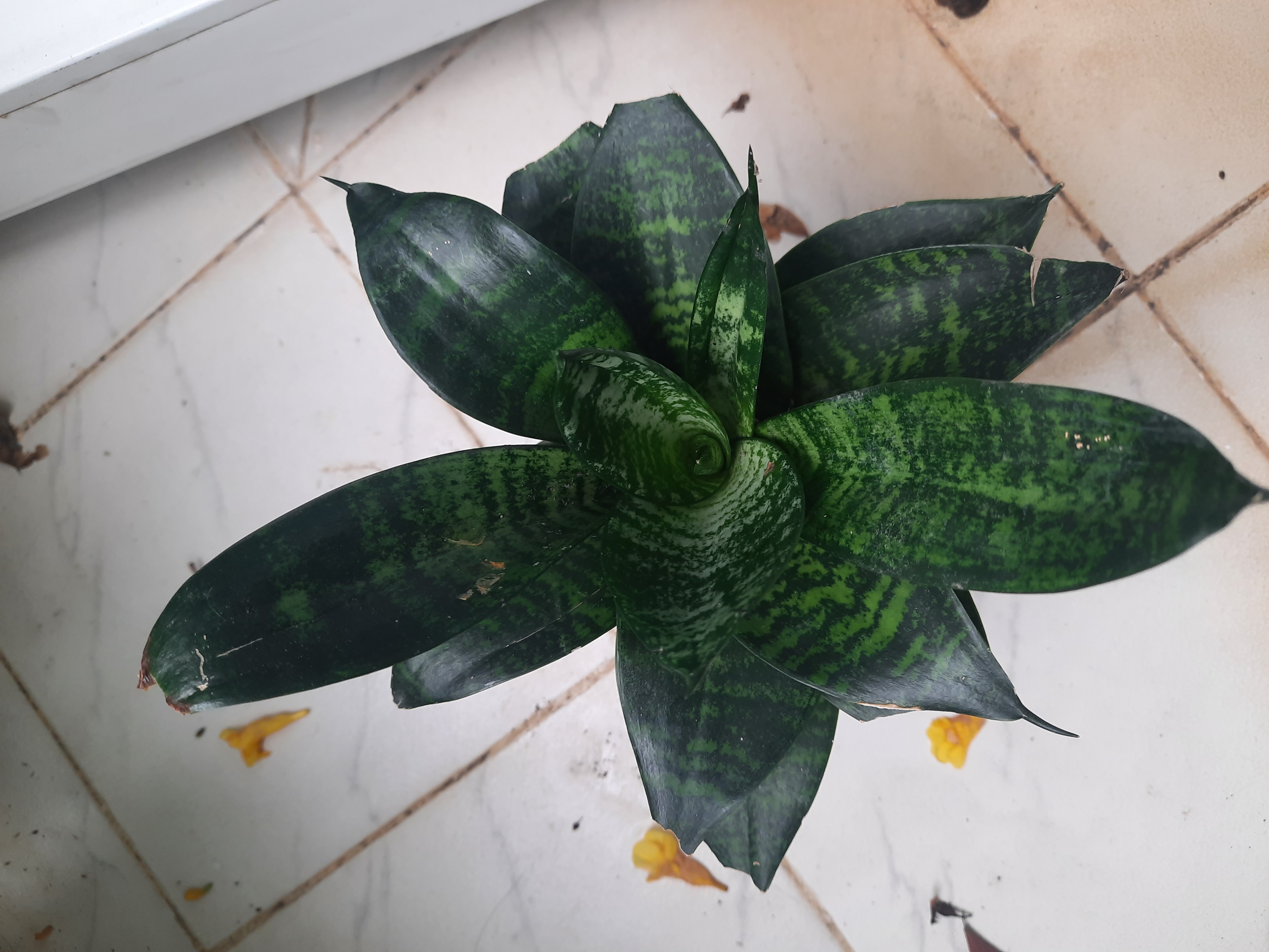 Cây lưỡi hổ để bàn
