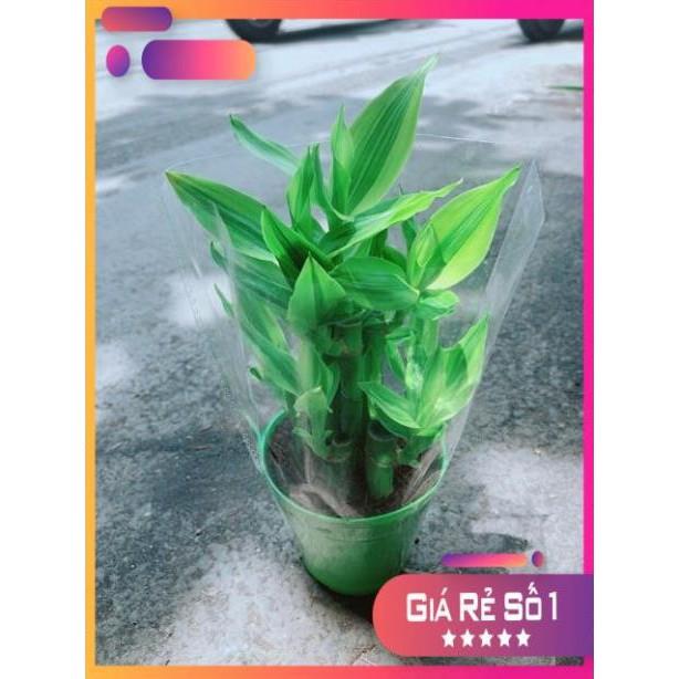 Chậu Trúc Phát Tài