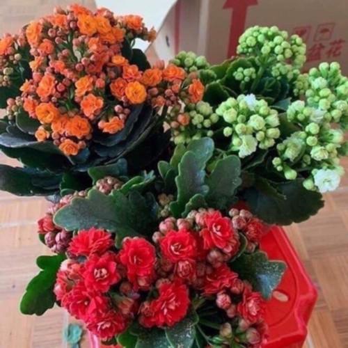 CHẬU HOA SỐNG ĐỜI CÁNH KÉP ĐỦ MÀU,CHẬU HOA SỐNG ĐỜI CÁNH KÉP ĐỦ MÀU - nchsdckdh