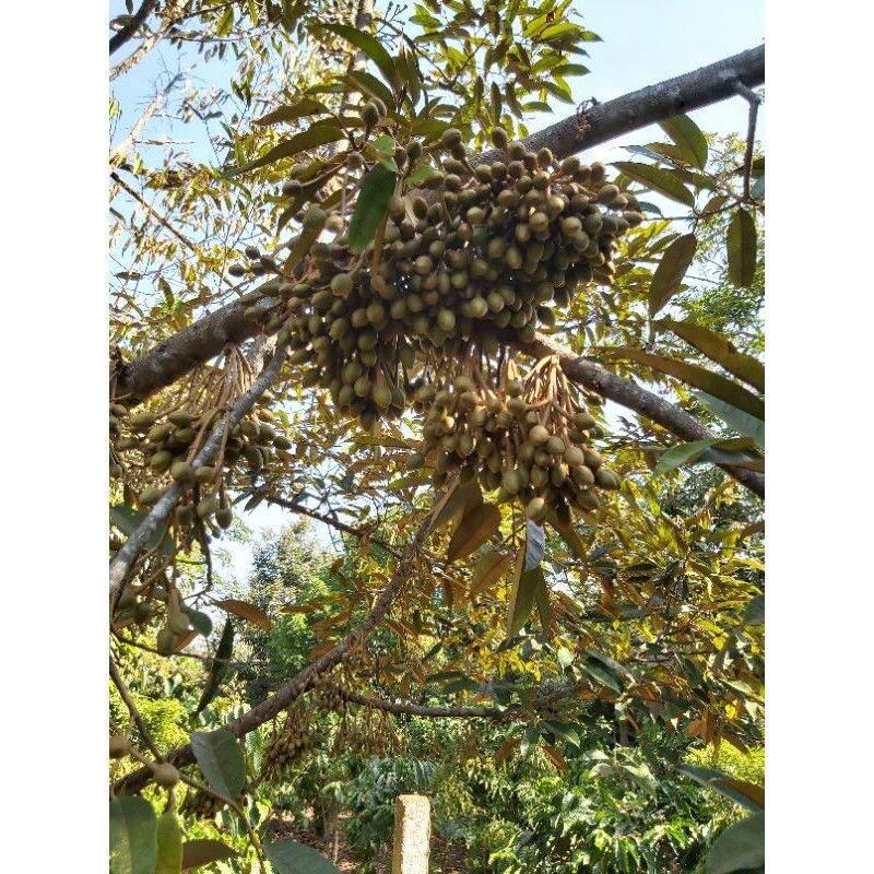 Cây giống sầu riêng thái