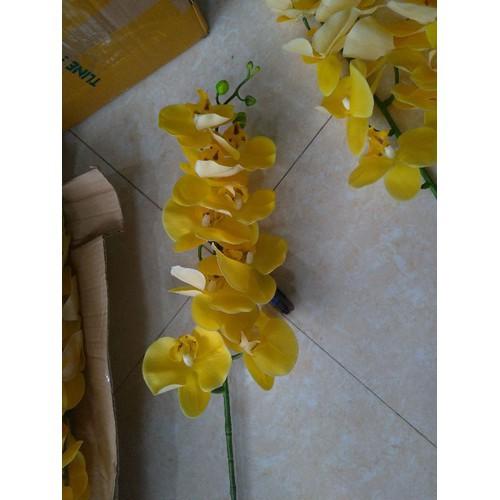 Lan hồ điệp cao su thân đốm 9 bông _ HÀNG ĐẸP