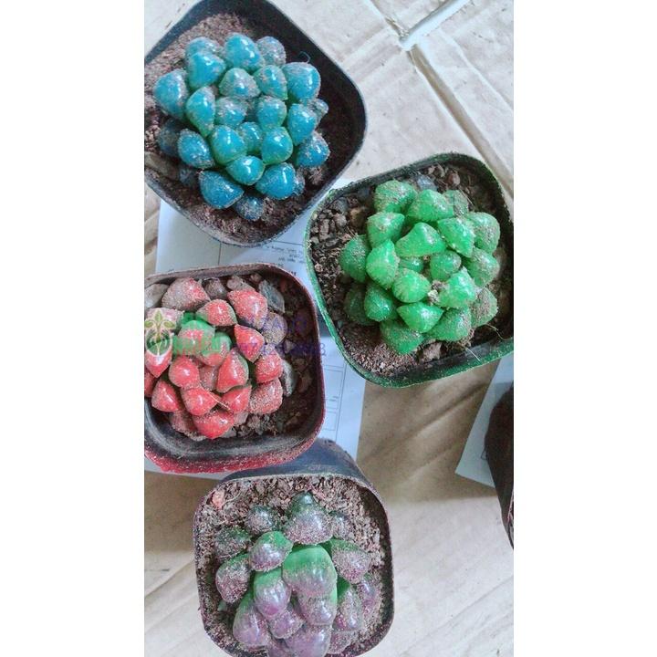 Chậu Sen Kim Cương Copi