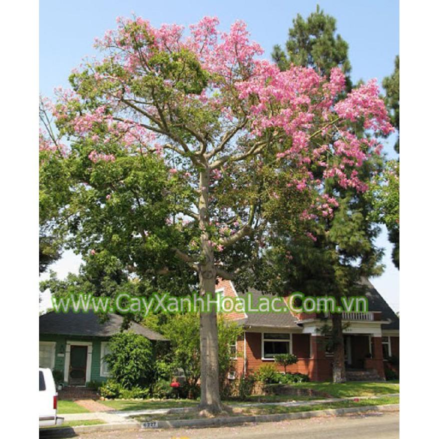 CÂY giống MỸ NHÂN