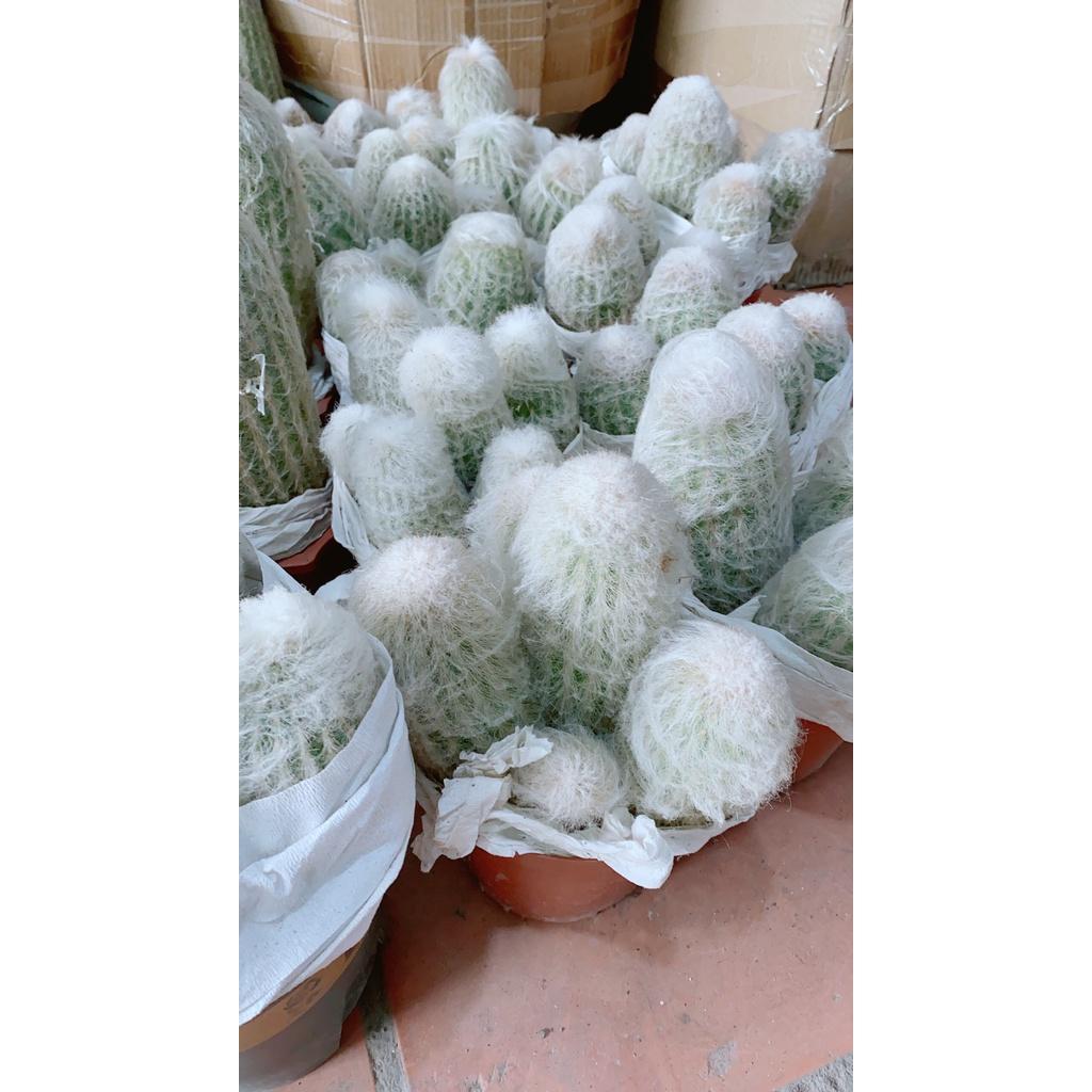 Xương Rồng Bụi Lớn