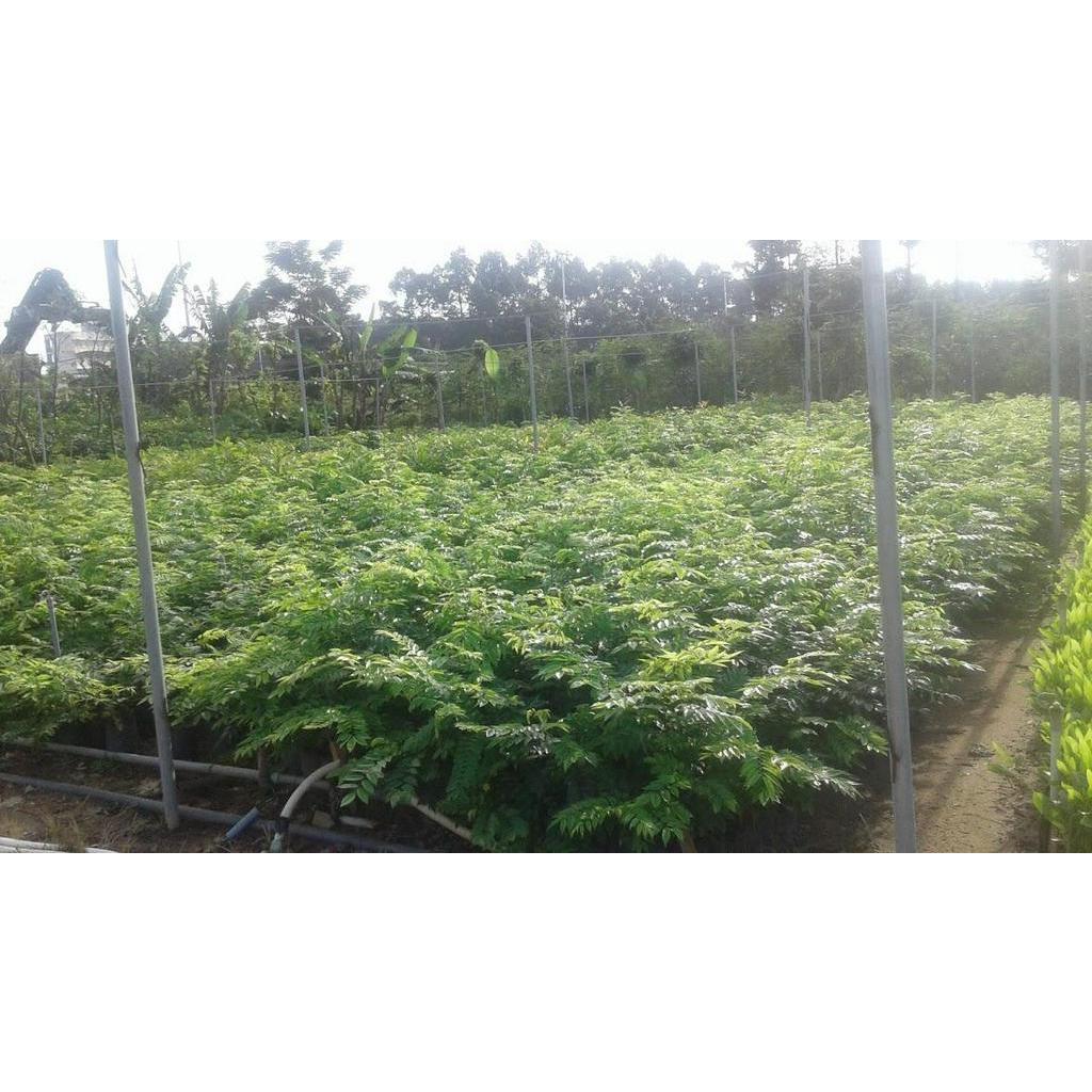 Cây sưa đỏ giống- cao 90cm-1m
