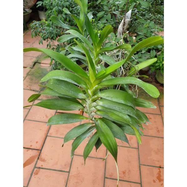 Hoa lan Giáng hương quế nâu