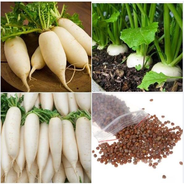 Hạt giống cải củ trắng dể trồng f1-gói 20gram/tặng kèm gói phân bón lót