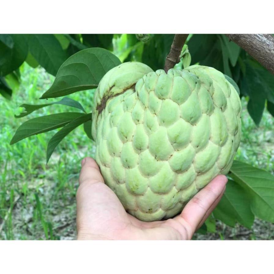 Sản phẩm CÂY NA THÁI