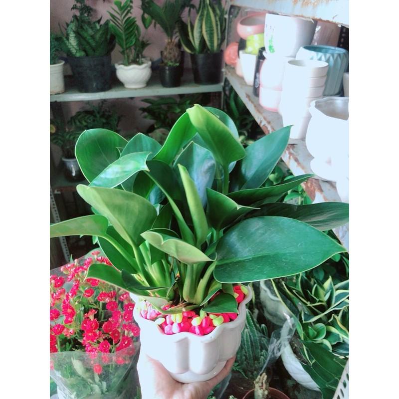 Chậu Trầu Bà Đế Vương