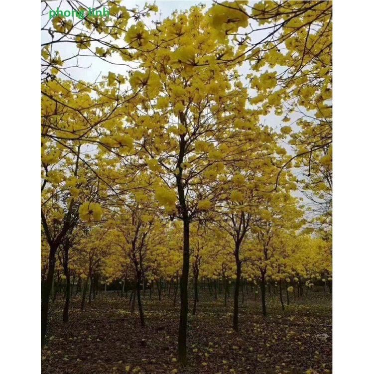 Cây giống Phong Linh Vàng, hoa đẹp rực rỡ, gửi đi nguyên bầu
