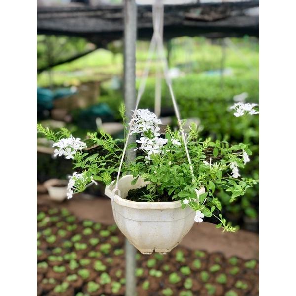 Cây hoa bạch xà chậu treo