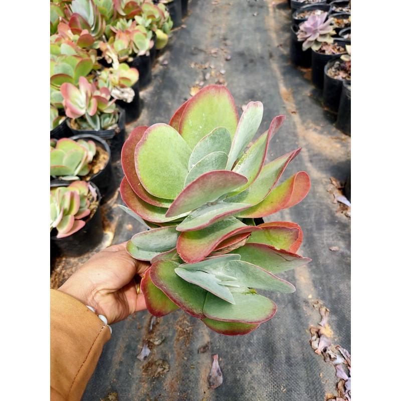 Sen Da Canh Buom Hang Lon