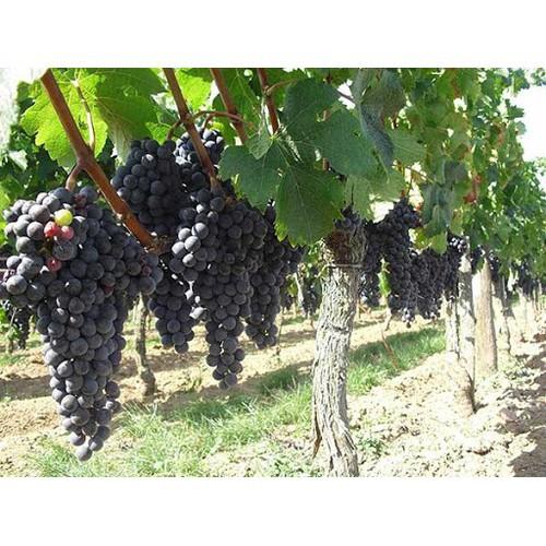 CÂY GIỐNG NHO HẠ ĐEN KHÔNG HẠT DK-01,SIÊU QUẢ, SIÊU KINH TẾ, CAM KẾT GIỐNG CHUẨN F1 - CGNHDKHSQ