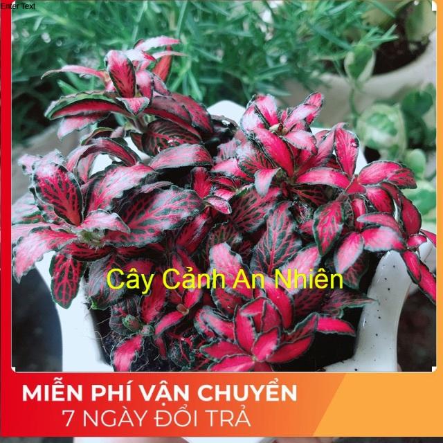 Chậu cây cẩm nhung