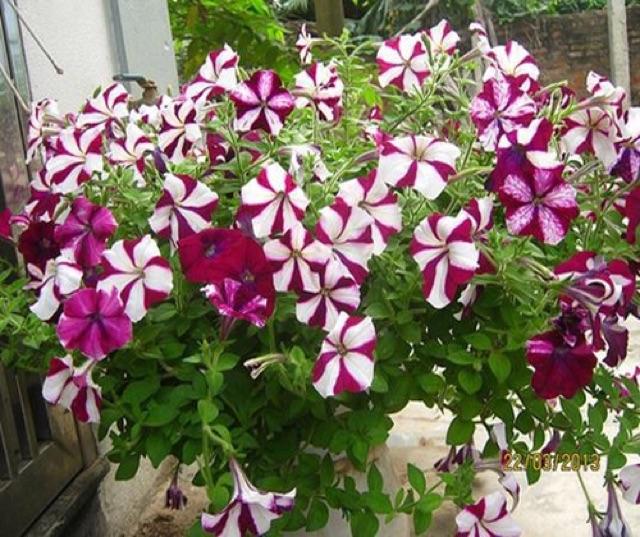 Hạt giống hoa dạ yến thảo sọc Mix nhiều màu gói 100 hạt xuất xứ Đức