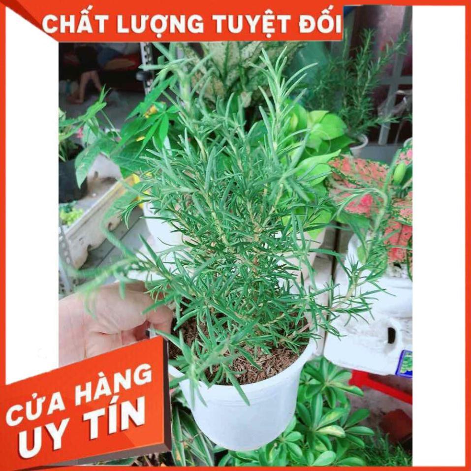 Chậu hương thảo Nhiều Người Mua