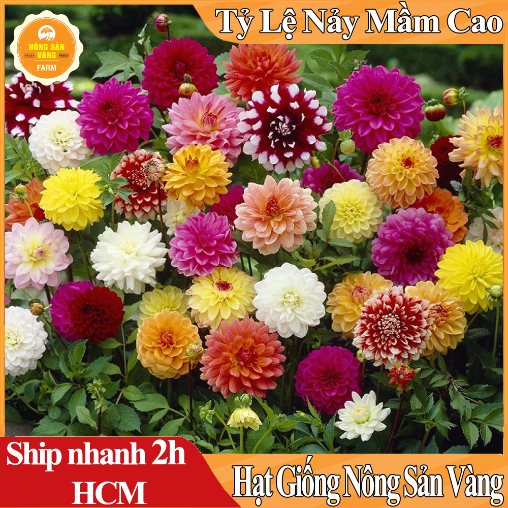 Hạt giống Hoa Cúc Đại Lý Hoa Lâu Tàn Và Mùi Hương Rất Đặt Biệc - Nông Sản Vàng
