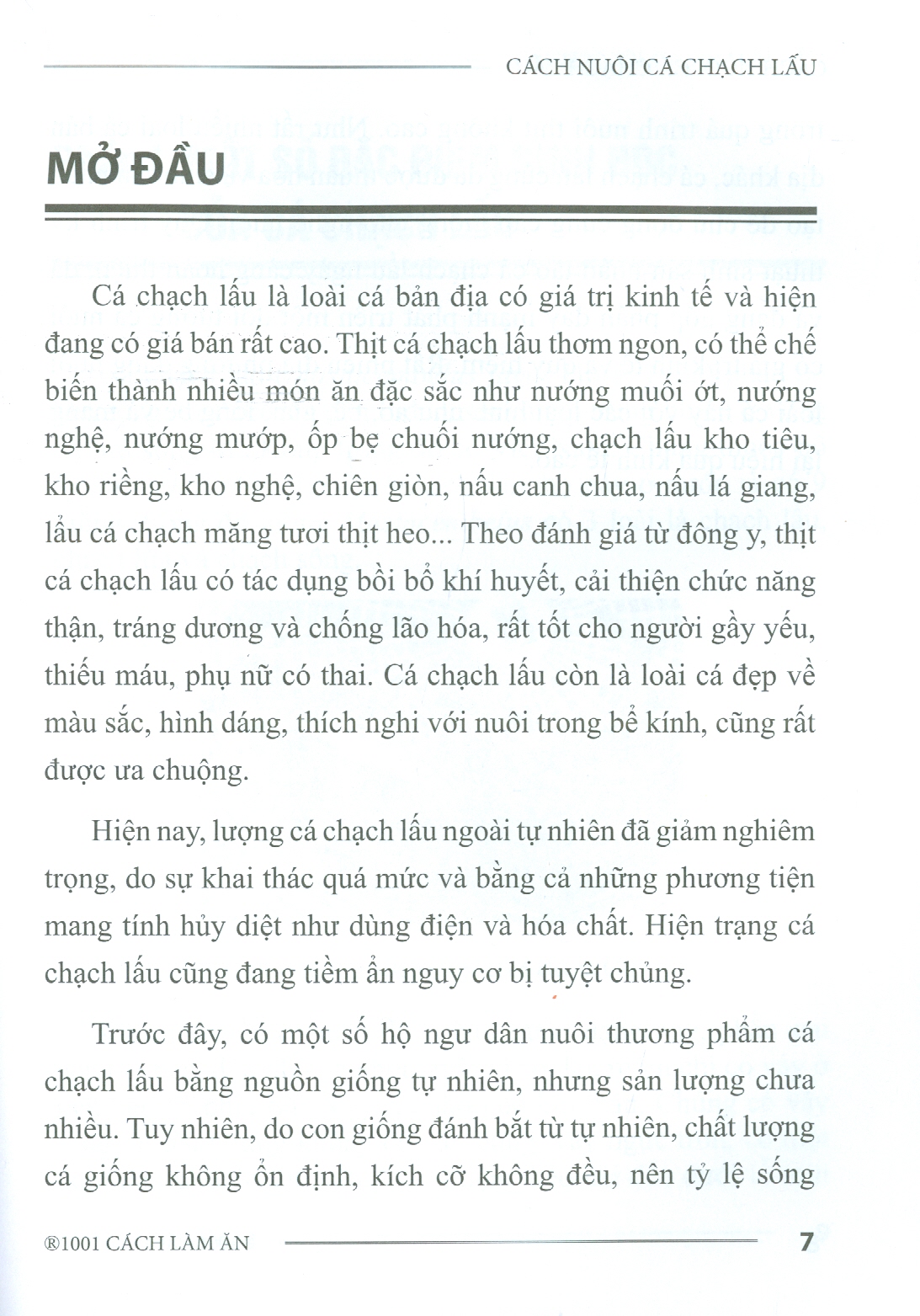 Cách Nuôi Cá Chạch Lấu